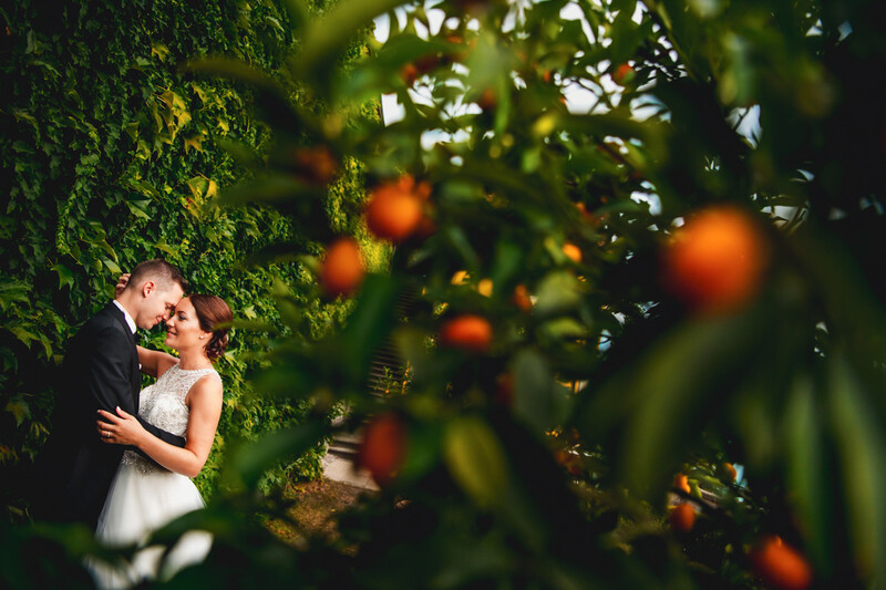 Bride and groom kissing among orange trees with green foliage in soft focus foreground.