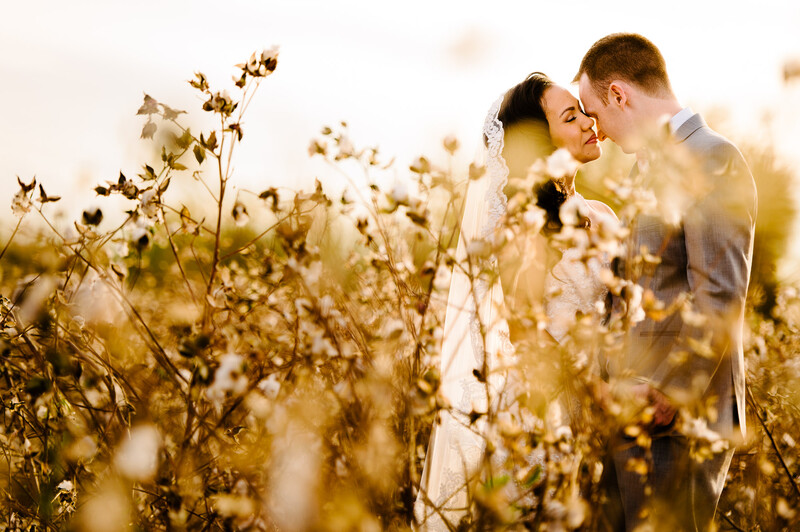 Couple embracing in a cotton field during golden hour with soft, warm backlighting.