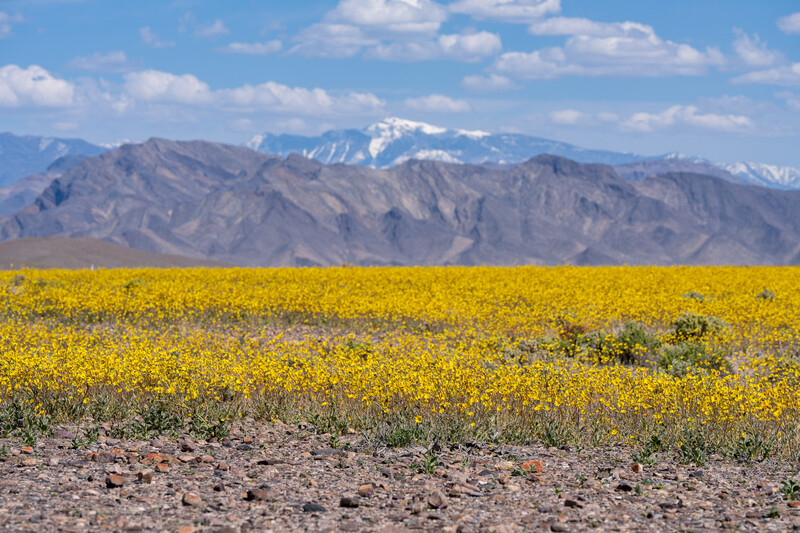 Vast field of yellow wildflowers with snow-capped mountains under blue sky.