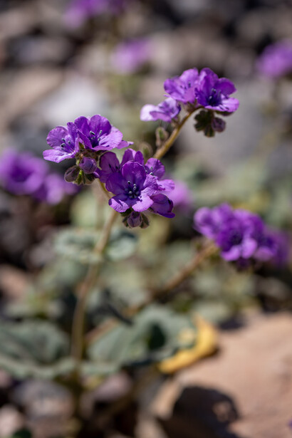 Vibrant purple flowers in sharp focus against a soft, blurred background of rocks and vegetation.