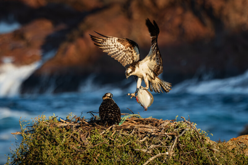 Osprey in flight carrying a fish, landing on a moss-covered rocky outcrop above water.
