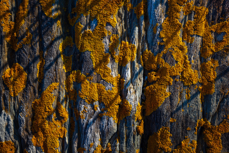 Tree bark covered in bright golden-yellow lichen with deep blue-gray shadows creating strong vertical striations.