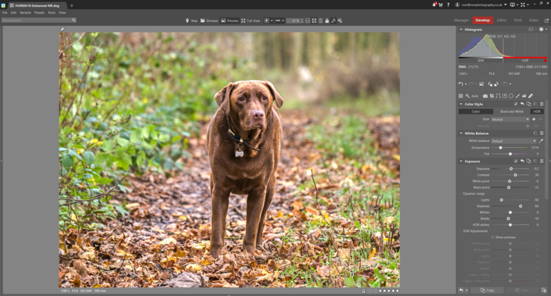 Brown Labrador Retriever standing on a leafy forest path, facing the camera.