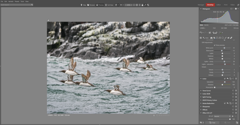 Several pelicans in flight over turbulent blue water with forested shoreline and rocky cliffs in the background.