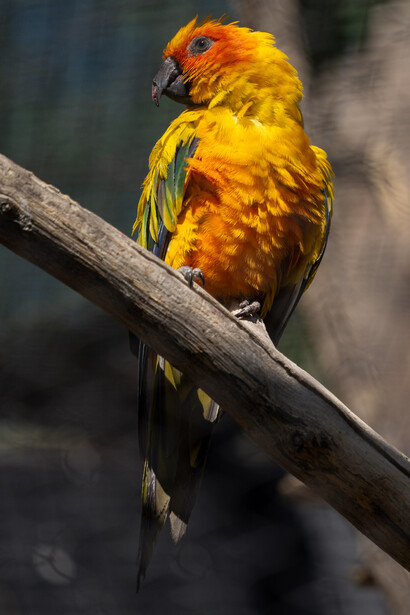 Colorful macaw perched on a wooden branch with vibrant yellow and orange plumage.