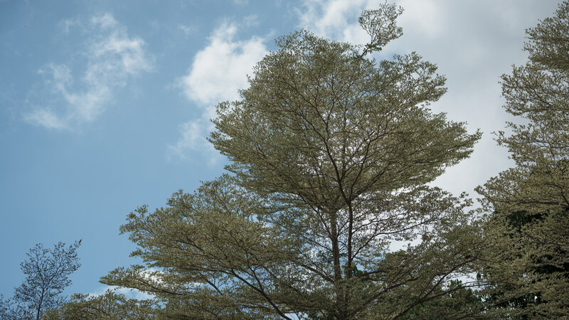 Tall pine tree with sparse foliage against a partly cloudy blue sky.