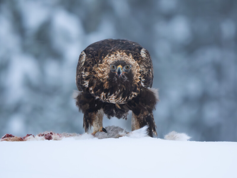 Brown grizzly bear standing in snow facing the camera with a blurred winter forest background.