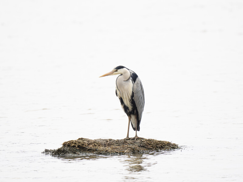 Great blue heron standing on a small rocky island in shallow water.