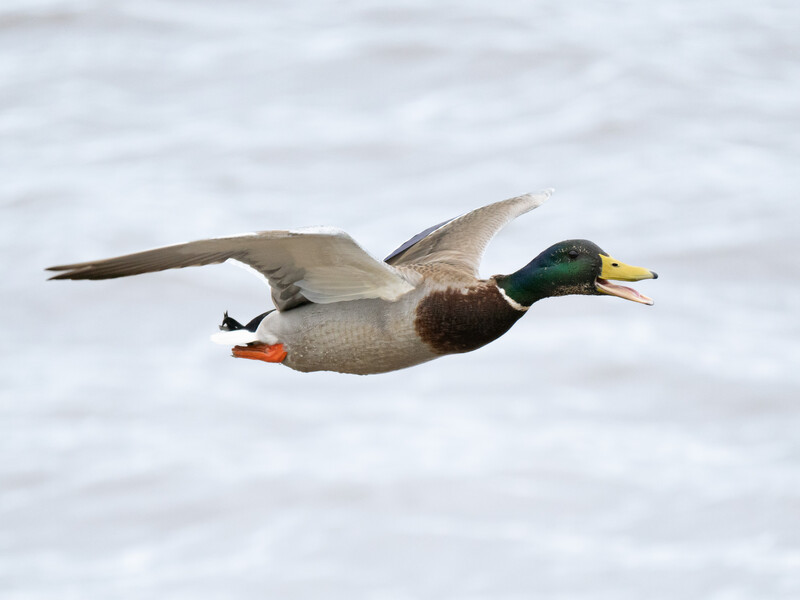 Mallars in flight