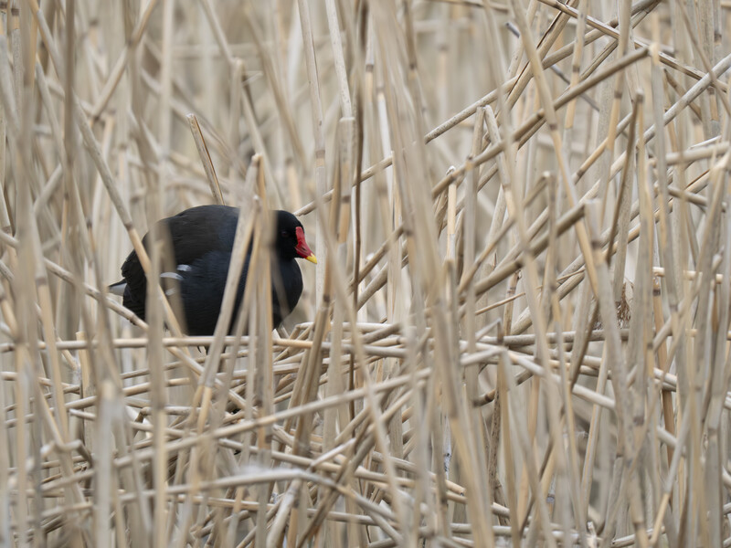 Red-winged blackbird perched among dried marsh reeds, showing distinctive red and yellow shoulder patches.