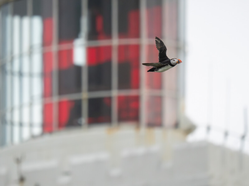Small dark bird in flight against a blurred urban building with red and gray panels.