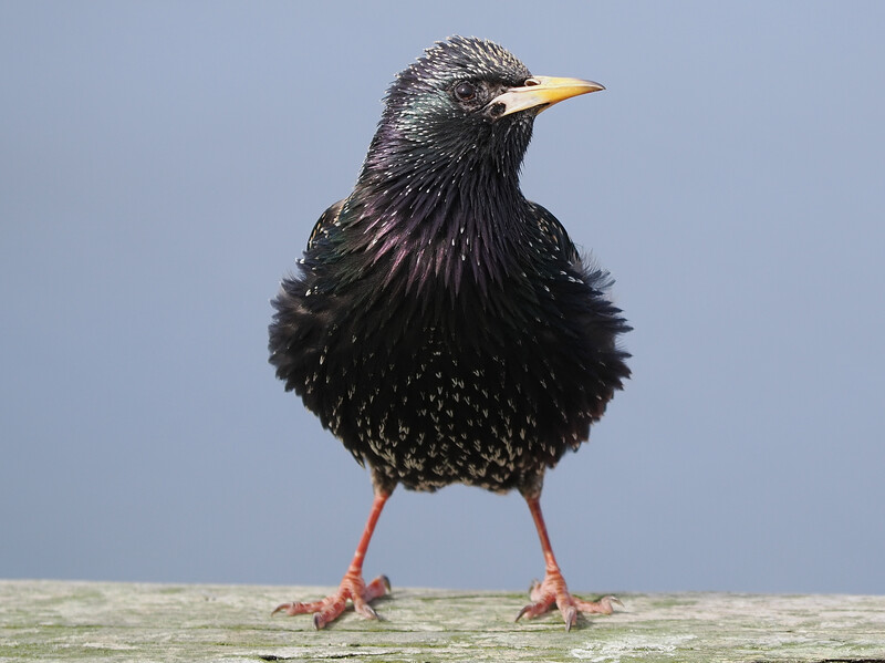 Black starling with iridescent plumage perched against clear blue sky.