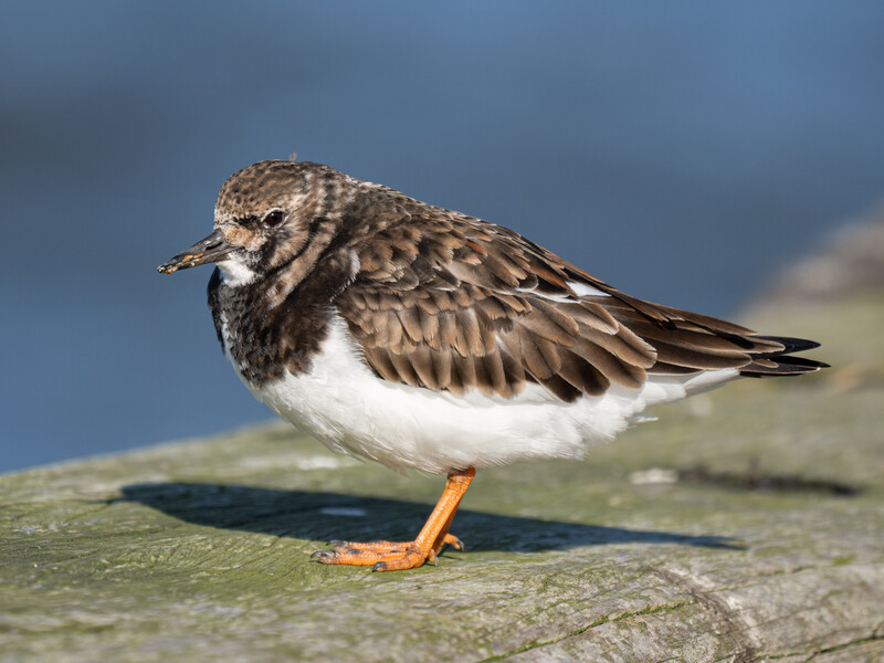 Small shorebird with mottled brown plumage and white underparts standing on a rock with blue water background.