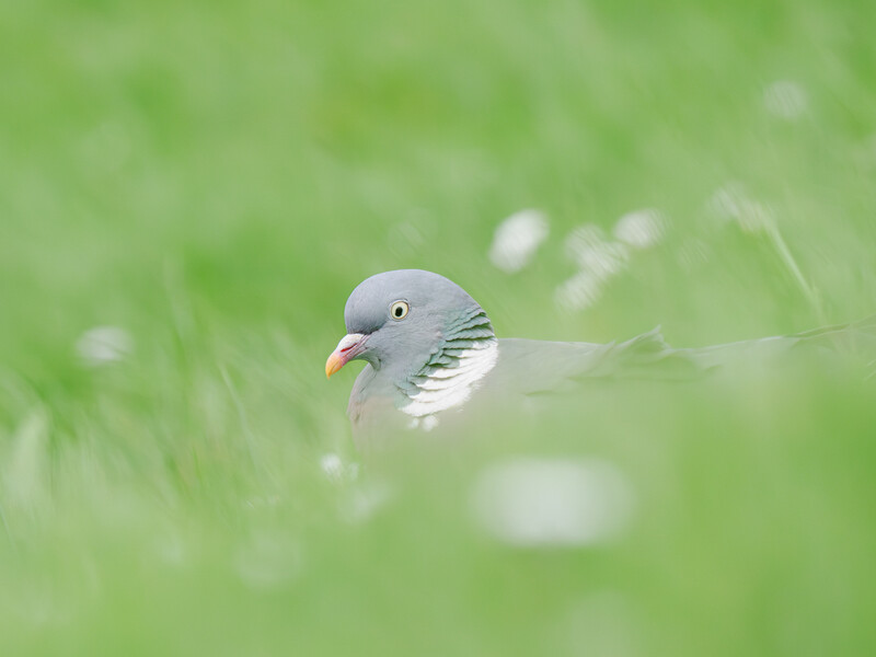 Small gray bird with yellow beak perched among tall green grass and white wildflowers.