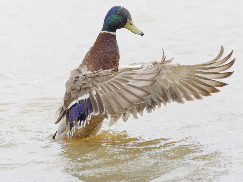 Male mallard duck with wings spread in shallow water, displaying iridescent green head and chestnut breast plumage.