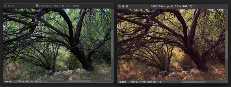 Gnarled tree with sprawling branches shown in two color grading variations: cool green tones on left, warm brown tones on right.