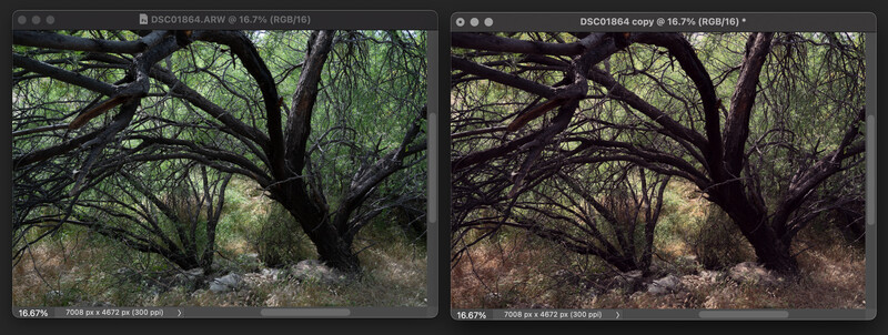 Side-by-side comparison of the same forest scene showing different color grading and tone curve adjustments.