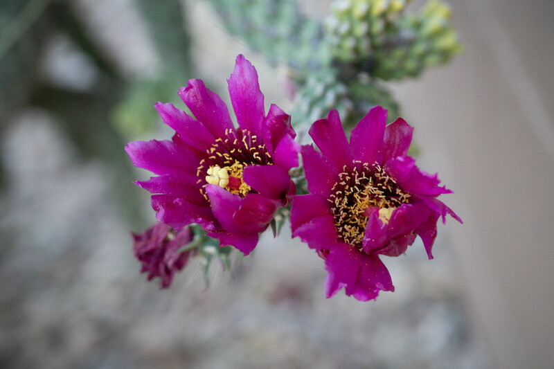 Magenta cactus flowers with yellow stamens in sharp focus against a soft, blurred background.