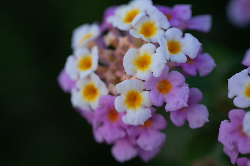 Cluster of small flowers with white petals and yellow centers, transitioning from white to pink and purple in soft focus.
