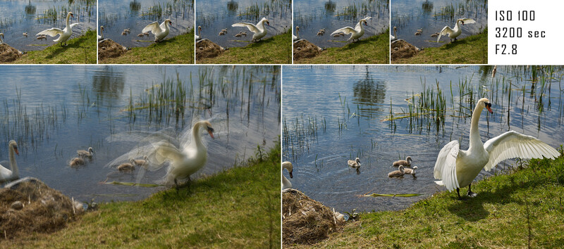 Contact sheet and enlarged frames of a white goose displaying wings on a grassy bank beside water with reeds.