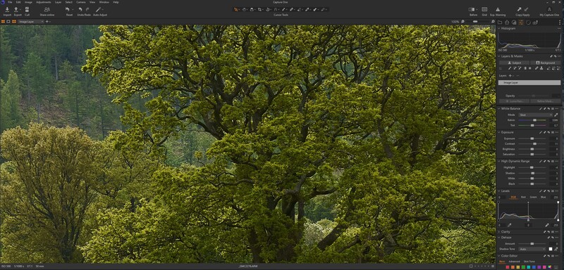 Screenshot of photo editing software showing a vibrant forest canopy with sunlit green foliage.