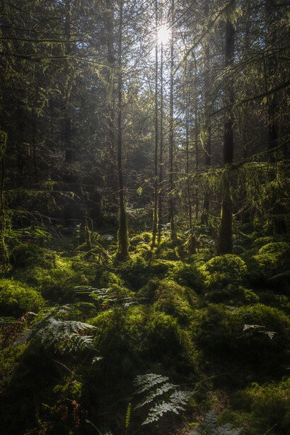Sunlight streaming through tall conifer forest with moss-covered ground and boulders.