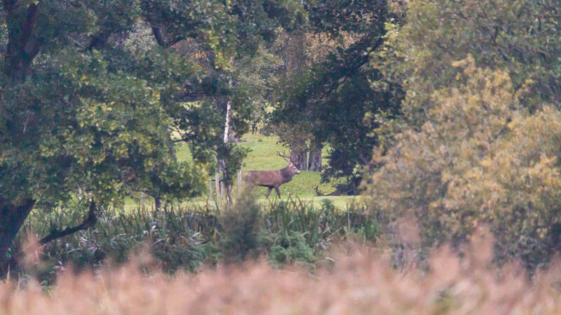 Deer standing in a grassy clearing surrounded by dense forest trees with autumn foliage.