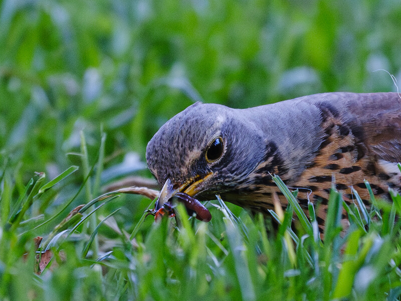 Falcon with distinctive facial markings perched in grass, holding prey in its beak.
