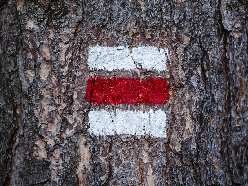 Red and white painted trail marker stripe on textured tree bark.