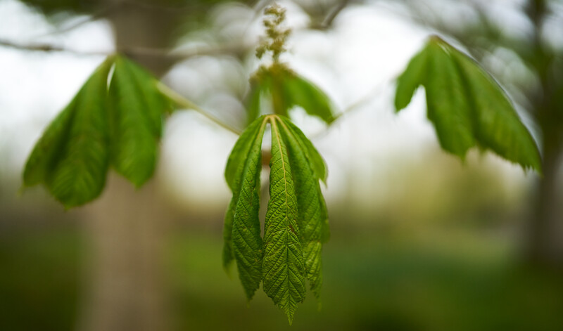 Delicate green leaves hanging from a branch with selective focus on detailed foliage in foreground.