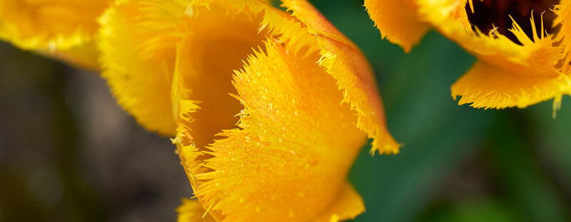 Close-up of bright yellow flower petals with fine hair-like structures and water droplets against a blurred green background.