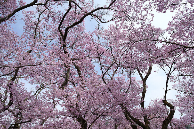 Upward view of blooming pink magnolia trees with dark branches against blue sky.