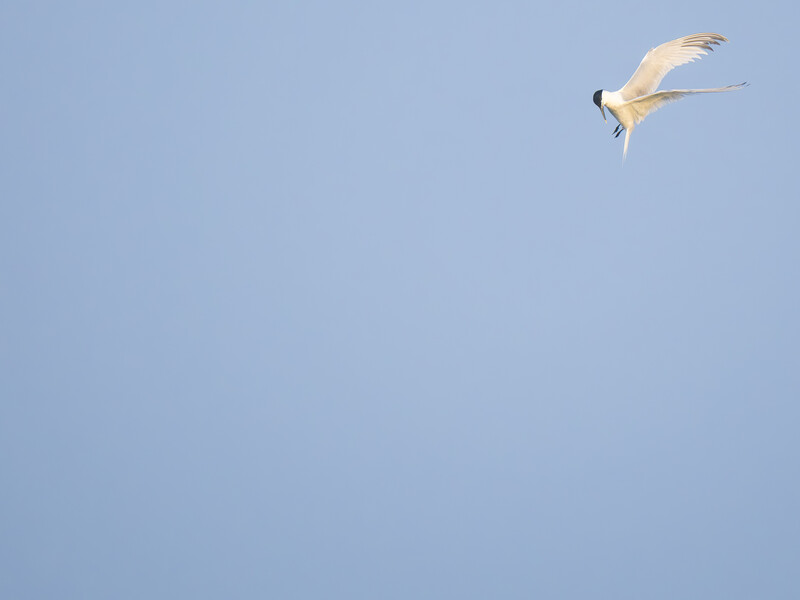 White seabird diving downward against a clear blue sky.