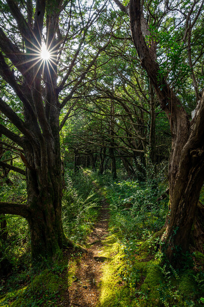 Forest path lined with tall trees creating a natural tunnel, with sunlight streaming through the canopy.