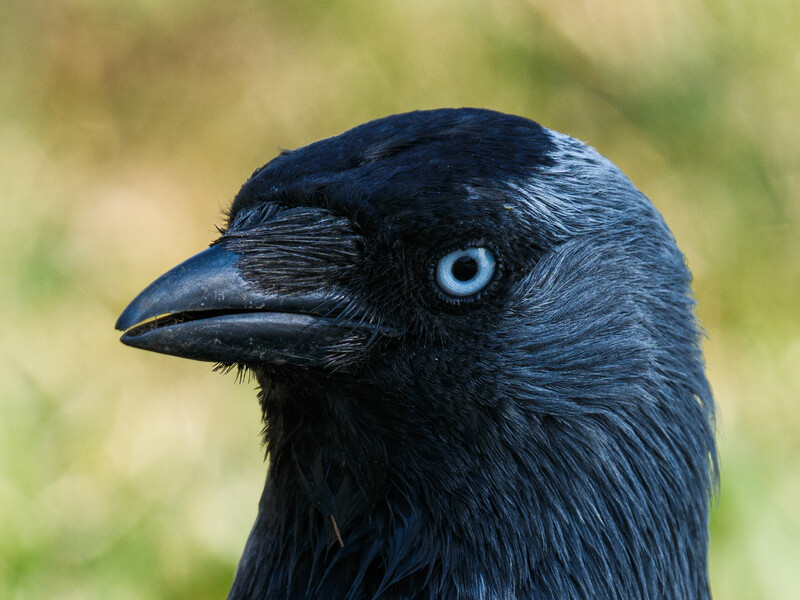 Close-up portrait of a black bird with striking pale blue eye and sharp beak against blurred green background.
