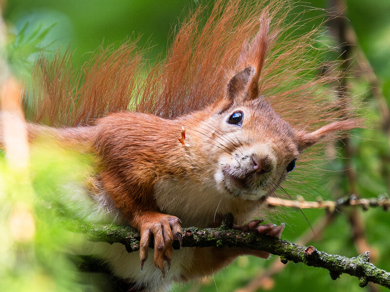 Red squirrel perched on a branch with distinctive ear tufts and fluffy tail.