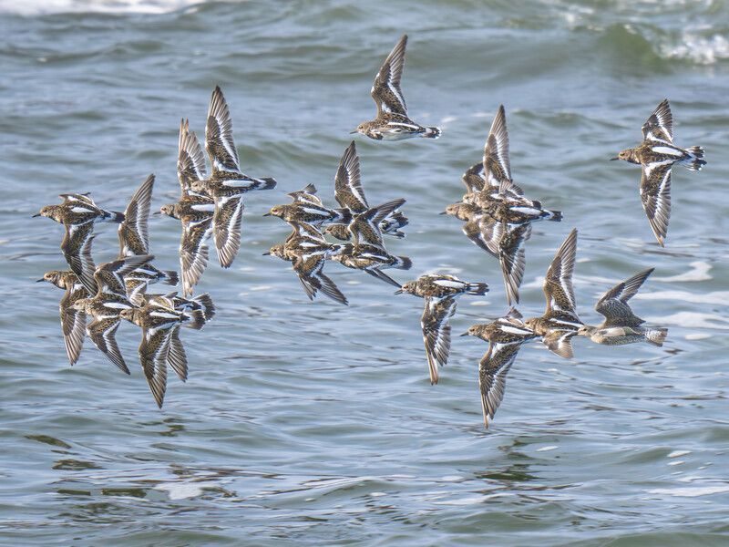 Flock of shorebirds in flight over shallow ocean water with waves visible in background.