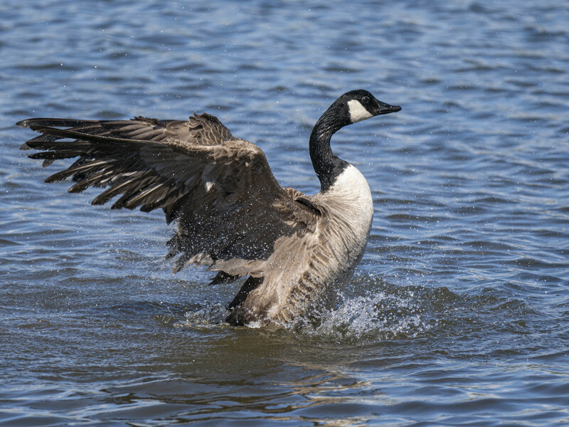 Canada goose taking off from water with wings spread and water splashing around it.