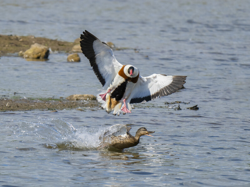 Puffin in flight with wings spread above shallow water where a seal surfaces nearby.