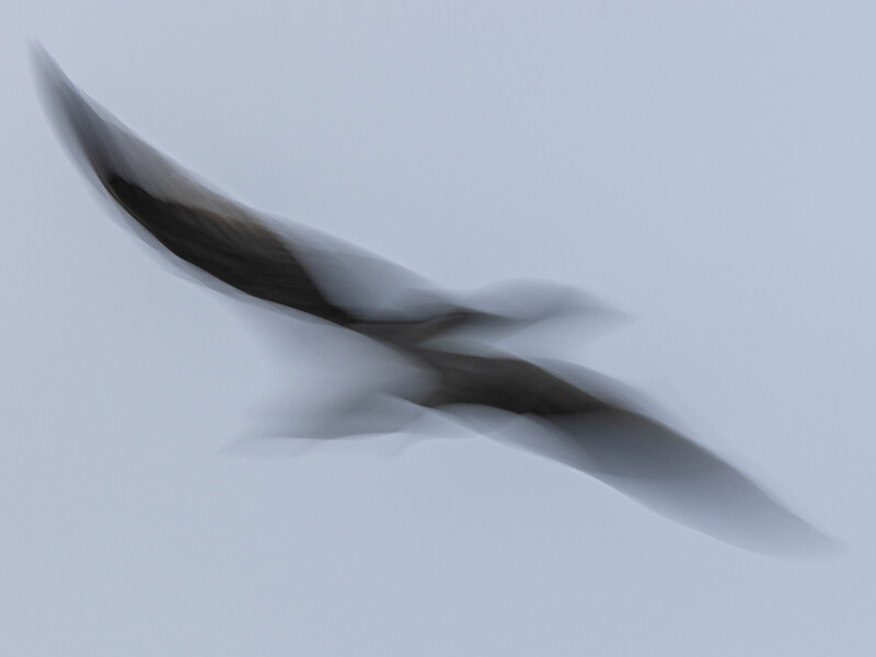 Two dark feathers crossing against a soft blue-gray background with directional shadows.