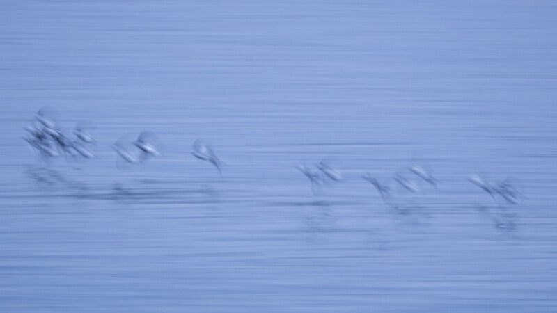 Flock of birds in flight captured with motion blur against a calm blue water surface.