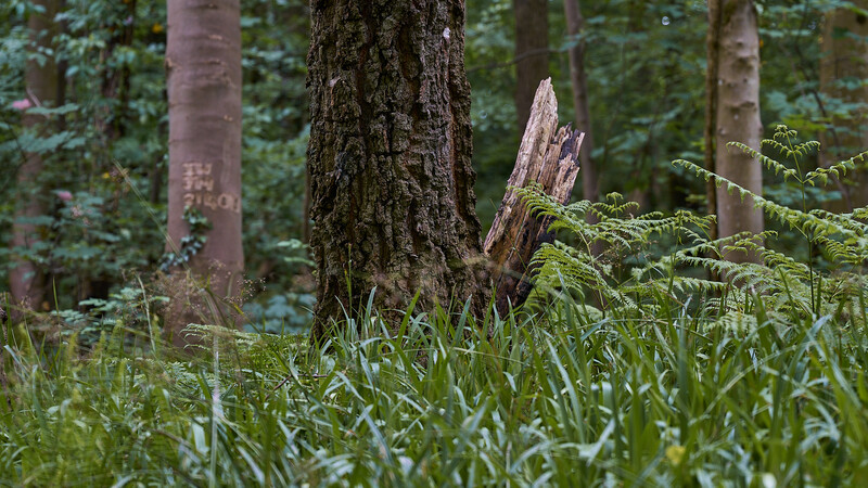 Forest floor with moss-covered tree trunks, dead wood, and lush green undergrowth in soft woodland lighting.