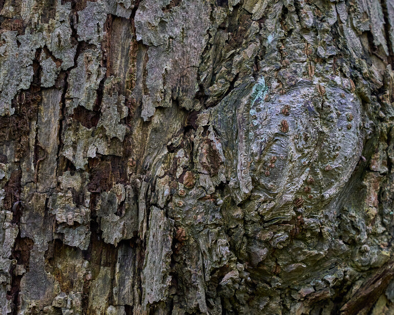 Close-up of weathered tree bark with deep cracks, ridges, and patches of lichen and moss.