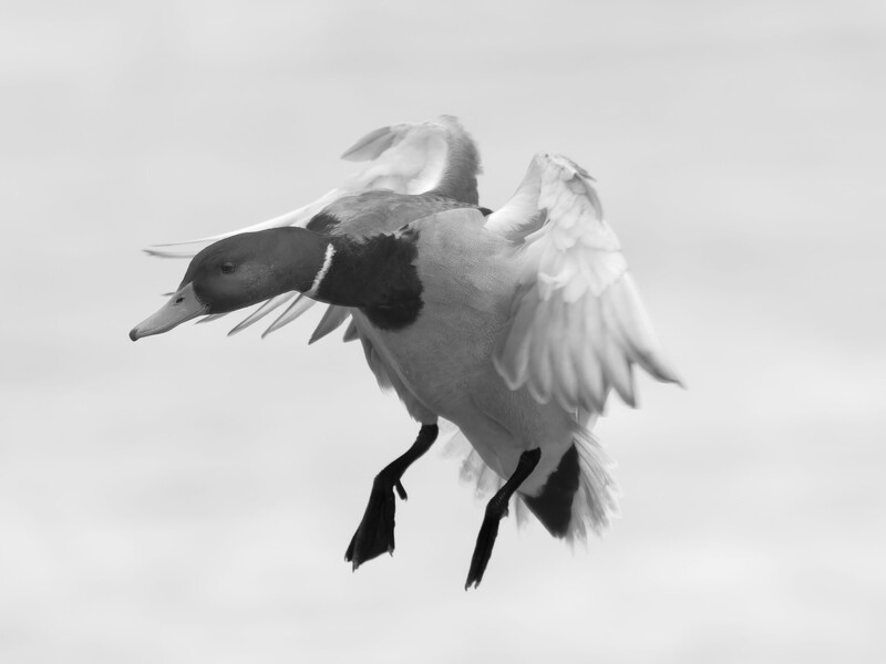 Duck in flight against white sky, wings spread with black and white plumage visible.