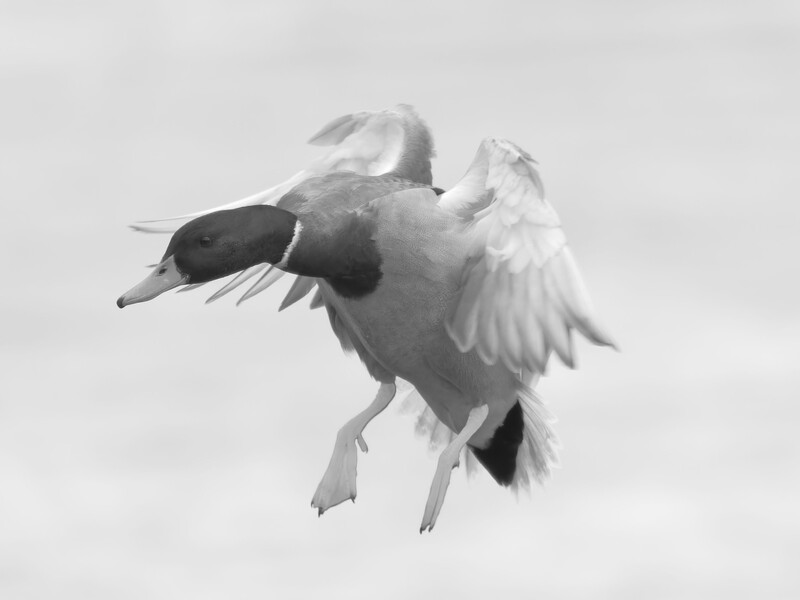 Duck in flight against a gray sky, wings spread mid-takeoff in black and white.