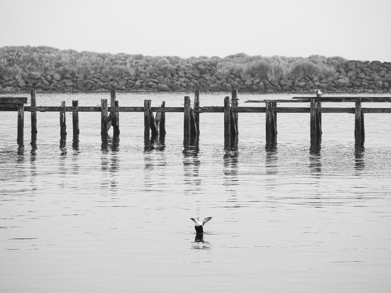A solitary figure wades in calm water facing weathered wooden pilings with a tree line in the background.