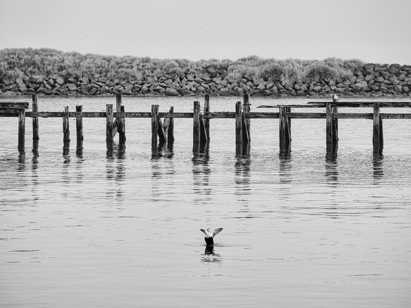 A lone swimmer in still water faces a weathered wooden pier with bare trees in the background.