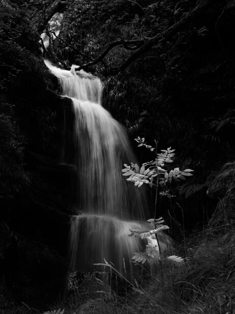 Multi-tiered waterfall cascading through dense forest vegetation in black and white.