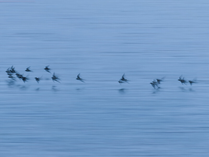 Flock of birds skimming across calm blue water in a scattered formation.