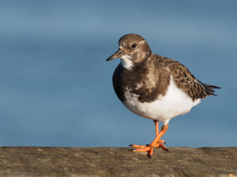 Ruddy Turnstone shorebird standing on a log against a blue water background.